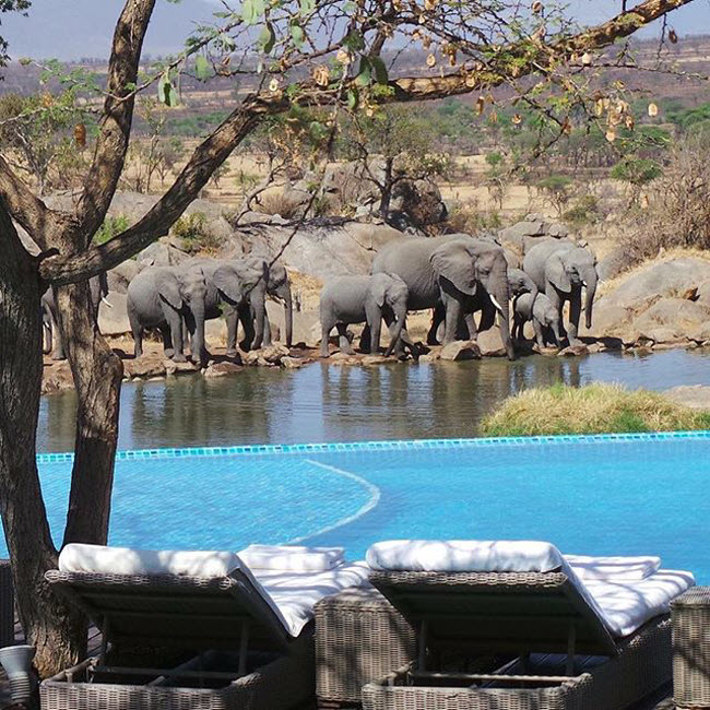 Four Seasons Safari Lodge Serengeti, Tanzania: Bể bơi tại khu nghỉ dưỡng Four Seasons Safari Lodge Serengeti nh&igrave;n ra hồ nước thường xuy&ecirc;n c&oacute; voi lui tới.
