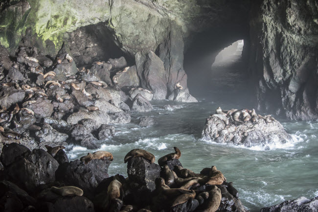 Hang sư tử biển, Mỹ: Hang động ở bang Oregon trở th&agrave;nh một khu bảo tồn động vật hoang d&atilde; tư nh&acirc;n từ năm 1932. V&agrave;o m&ugrave;a đ&ocirc;ng, những con sư tử biển tr&uacute; trong hang để tr&aacute;nh r&eacute;t. Hang được h&igrave;nh th&agrave;nh c&aacute;ch đ&acirc;y 25 triệu năm, với chiều d&agrave;i tương đương một s&acirc;n b&oacute;ng đ&aacute; v&agrave; cao bằng t&ograve;a nh&agrave; 12 tầng.
