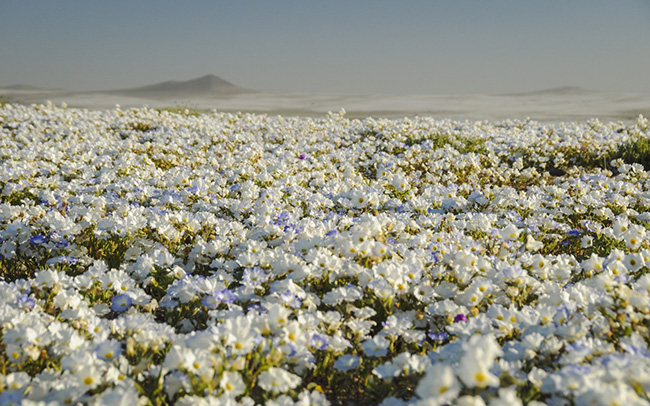 Desierto florido, sa mạc Atacama, Chile: Cứ v&agrave;i năm một lần v&agrave;o khoảng th&aacute;ng 9, sa mạc Atacama Chile lại nở rộ hoa. Đ&acirc;y l&agrave; một điều kỳ diệu tự nhi&ecirc;n được gọi l&agrave; desierto florido, hay sa mạc hoa.
