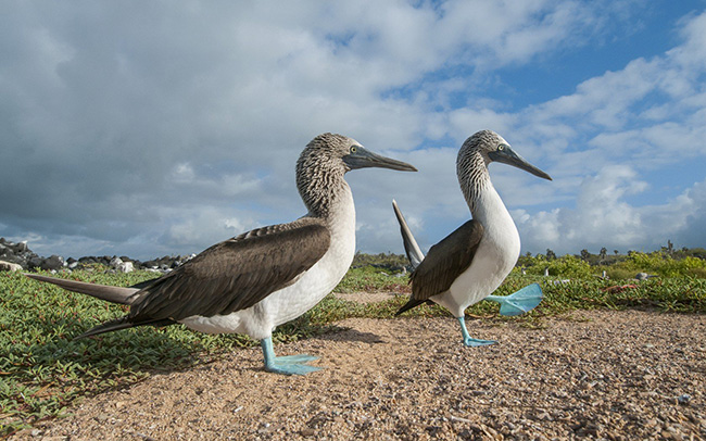 Chim sẻ ch&acirc;n xanh giao phối, quần đảo Galapagos: Những con chim sẻ ch&acirc;n xanh biểu diễn những h&igrave;nh ảnh đầy m&ecirc; hoặc khi ch&uacute;ng sinh sản v&agrave;o giữa th&aacute;ng 6 v&agrave; th&aacute;ng 8.
