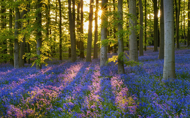 Bluebells, Vương quốc Anh: H&atilde;y đến đ&acirc;y v&agrave;o th&aacute;ng 4 khi những tấm thảm m&agrave;u xanh coban v&agrave; m&agrave;u hoa c&agrave; n&agrave;y xuất hiện ở khắp mọi nơi tại Vương quốc Anh, đ&acirc;y l&agrave; một h&igrave;nh ảnh cổ điển của m&ugrave;a xu&acirc;n tại xứ sở sương m&ugrave;.
