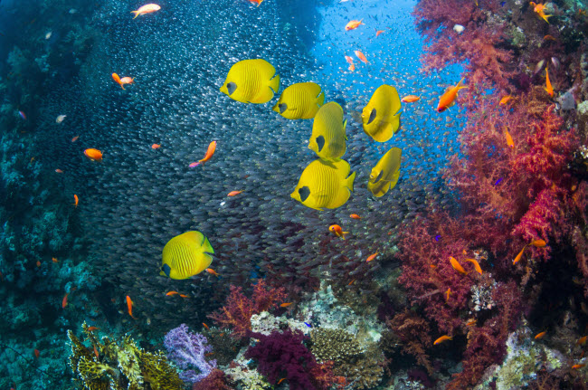 Đ&agrave;n c&aacute; bướm nhiều m&agrave;u sắc bơi thong dong tr&ecirc;n rạn san h&ocirc;.