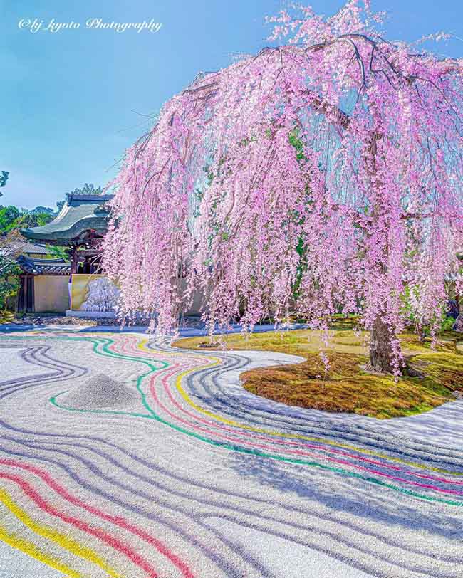 1. Ch&ugrave;a Kodaiji / Kyoto

Đ&acirc;y l&agrave; ng&ocirc;i ch&ugrave;a nổi tiếng ngắm l&aacute; đỏ v&agrave;o m&ugrave;a thu, nhưng v&agrave;o m&ugrave;a xu&acirc;n nơi n&agrave;o cũng rất đẹp.