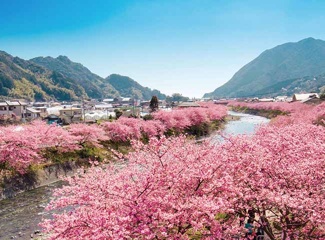 15. Kawazu Sakura / Shizuoka

Nơi đ&acirc;y nổi tiếng với cảnh khoảng 850 c&acirc;y hoa anh đ&agrave;o nở rộ dọc theo s&ocirc;ng Kawazu trong khoảng 4km, v&agrave; bạn c&oacute; thể thưởng ngoạn từ đầu th&aacute;ng 2 đến đầu th&aacute;ng 3 hằng năm.