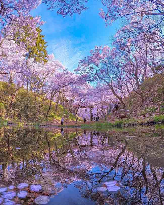 4. C&ocirc;ng vi&ecirc;n Di t&iacute;ch Th&agrave;nh Takato / Nagano

Đ&acirc;y l&agrave;&nbsp;địa điểm ngắm hoa anh đ&agrave;o nổi tiếng nhất ở tỉnh Nagano. Khung cảnh tuyệt đẹp của nơi n&agrave;y sẽ xua tan đi cảm gi&aacute;c mệt mỏi, d&ugrave; c&oacute; ngắm nhiều lần bạn vẫn kh&ocirc;ng cảm thấy ch&aacute;n.