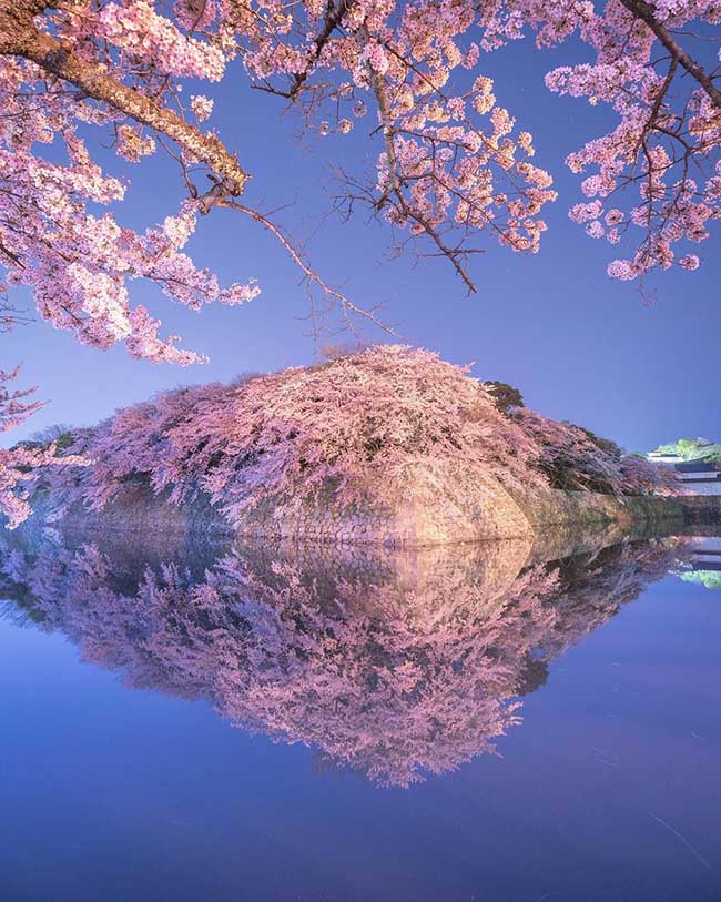 5. L&acirc;u đ&agrave;i Hikone / Shiga

Những nh&agrave;nh hoa anh đ&agrave;o phản chiếu tr&ecirc;n bề mặt con h&agrave;o, xung quanh l&acirc;u đ&agrave;i Hikone thực sự rất tuyệt vời. Khung cảnh ngoạn mục n&agrave;y sẽ khiến bạn muốn chi&ecirc;m ngưỡng n&oacute; nhiều lần.