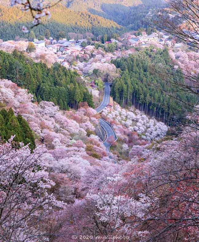 7. N&uacute;i Yoshino / Nara

Một trong những điểm ngắm hoa anh đ&agrave;o đẹp nhất ở Nhật Bản, với khoảng 30.000 c&acirc;y hoa anh đ&agrave;o d&agrave;y đặc tr&ecirc;n n&uacute;i.&nbsp;