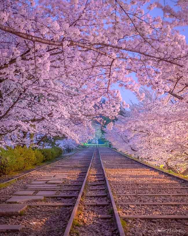8. Keage Incline / Kyoto



Tuyến đường sắt n&agrave;y hiện đ&atilde; bị bỏ hoang, h&agrave;ng c&acirc;y hoa anh đ&agrave;o nở rộ tạo n&ecirc;n một khung cảnh độc đ&aacute;o v&agrave; tuyệt đẹp. Bạn c&oacute; thể đi bộ tr&ecirc;n đường ray để ngắm cảnh.