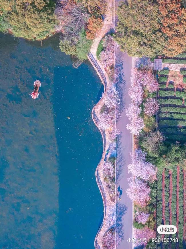 Nếu ở Nguy&ecirc;n Đầu Tr&uacute;c chỉ đơn thuần l&agrave; ngắm hoa anh đ&agrave;o nở tự nhi&ecirc;n, th&igrave; ở Ni&ecirc;n Hoa Loan lại l&agrave; sự kết hợp ho&agrave;n hảo giữa phong cảnh v&agrave; kiến tr&uacute;c.
