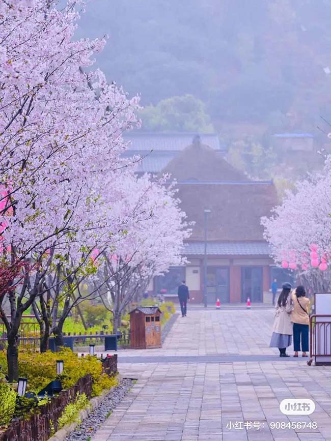 Đi dạo tr&ecirc;n những con đường rợp b&oacute;ng m&agrave;u hồng, h&iacute;t h&agrave; kh&ocirc;ng kh&iacute; trong l&agrave;nh l&agrave; một cảm gi&aacute;c rất kh&oacute; tả th&agrave;nh lời.
