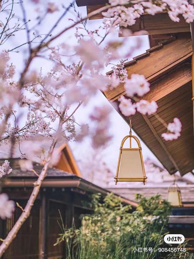 Những d&atilde;y nh&agrave; ở đ&acirc;y c&oacute; kiến tr&uacute;c cổ xưa, khi hoa anh đ&agrave;o nở, n&oacute; tạo n&ecirc;n một n&eacute;t ho&agrave;i miệm xưa buồn man m&aacute;c.
