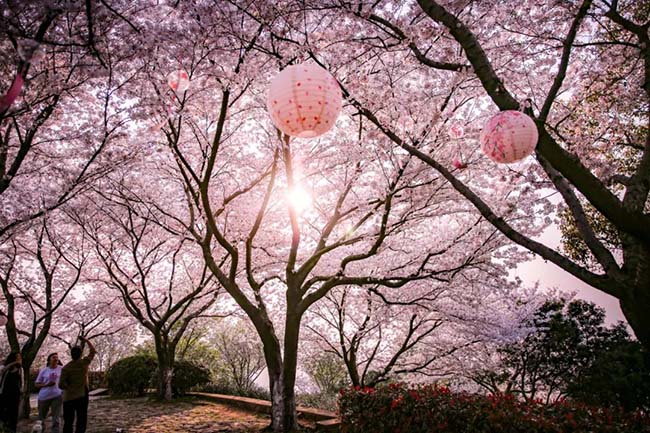 Vịnh Hồng Sa kh&ocirc;ng đ&ocirc;ng đ&uacute;c v&agrave; nổi tiếng như Nguy&ecirc;n Đầu Tr&uacute;c v&agrave; Ni&ecirc;n Hoa Loan, nhưng địa điểm n&agrave;y lại được người d&acirc;n địa phương rất y&ecirc;u th&iacute;ch hơn.
