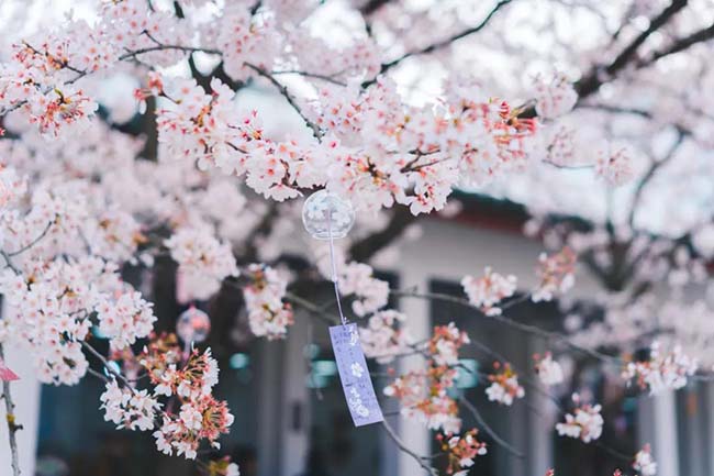 Khung cảnh của nơi n&agrave;y được nhiều người v&iacute; như &ldquo;Tiểu Kyoto&rdquo; của Trung Quốc.
