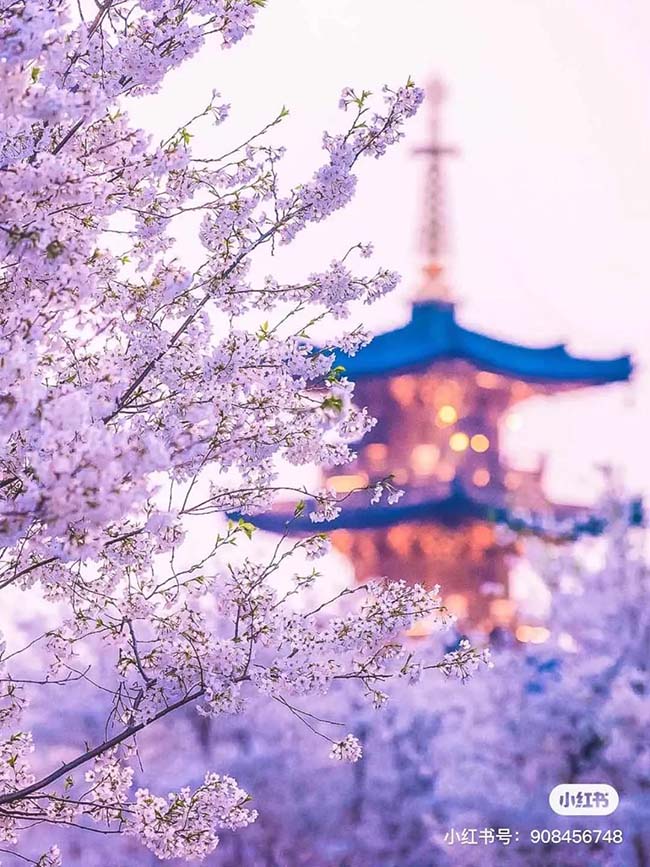 Khung cảnh hoa anh đ&agrave;o nở rộ khắp nơi rất th&iacute;ch hợp cho những bộ ảnh cổ trang.
