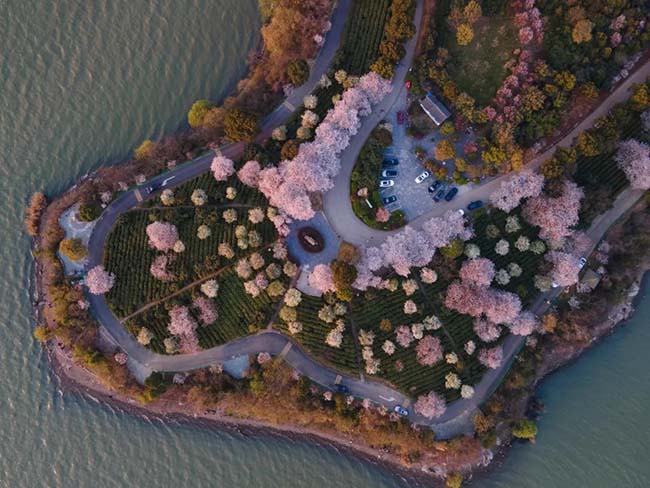 Vịnh Hồng Sa ở đ&acirc;y kh&ocirc;ng c&oacute; nhiều người qua lại, vừa ngắm hoa nở, vừa ngắm cảnh ho&agrave;ng h&ocirc;n l&atilde;ng mạn b&ecirc;n hồ Th&aacute;i Hồ.
