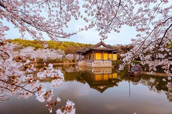 Điểm ngắm hoa anh đ&agrave;o đầu ti&ecirc;n ở V&ocirc; T&iacute;ch l&agrave; Nguy&ecirc;n Đầu Tr&uacute;c. Nơi n&agrave;y được xếp hạng l&agrave; 1 trong 3 địa điểm ngắm hoa anh đ&agrave;o lớn nhất thế giới, c&ugrave;ng với vườn Sakura Hiroshima (Nhật Bản), vườn Sakura Washington (Mỹ).
