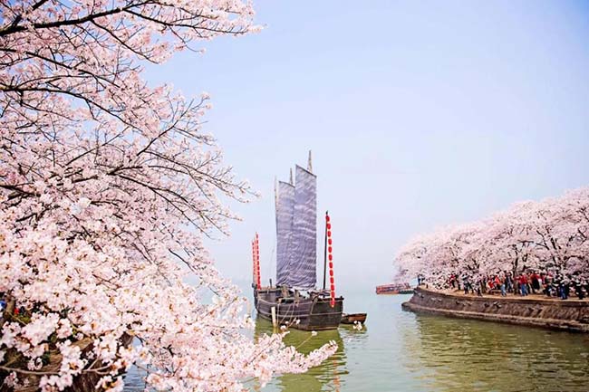 C&oacute; tổng cộng 68 loại anh đ&agrave;o kh&aacute;c nhau v&agrave; hơn 30.000 gốc anh đ&agrave;o. Khi hoa nở rộ, c&aacute;nh hoa bay phấp phới phủ k&iacute;n khắp nơi, cảnh tượng v&ocirc; c&ugrave;ng ngoạn mục.
