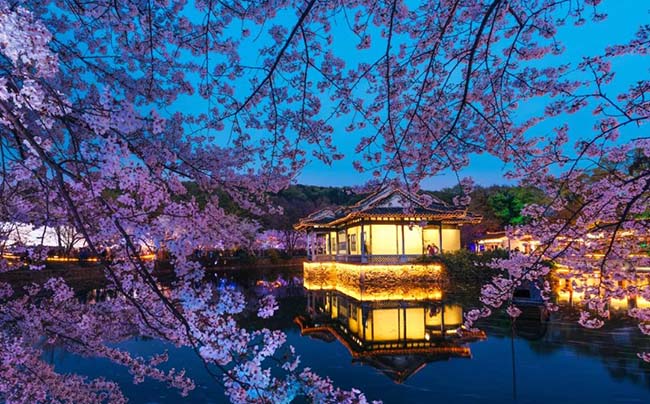 Ngắm hoa anh đ&agrave;o v&agrave;o ban đ&ecirc;m l&agrave; một trải nghiệm cực kỳ l&atilde;ng mạn v&agrave; được nhiều người th&iacute;ch.
