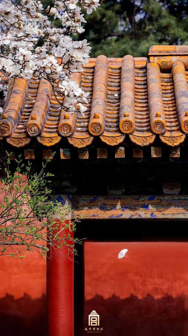 1. Hoa mộc lan là loài hoa nở sớm nhất trong Tử Cấm Thành, Trung Quốc. Nó cũng là loài hoa được trồng nhiều nhất tại đây.