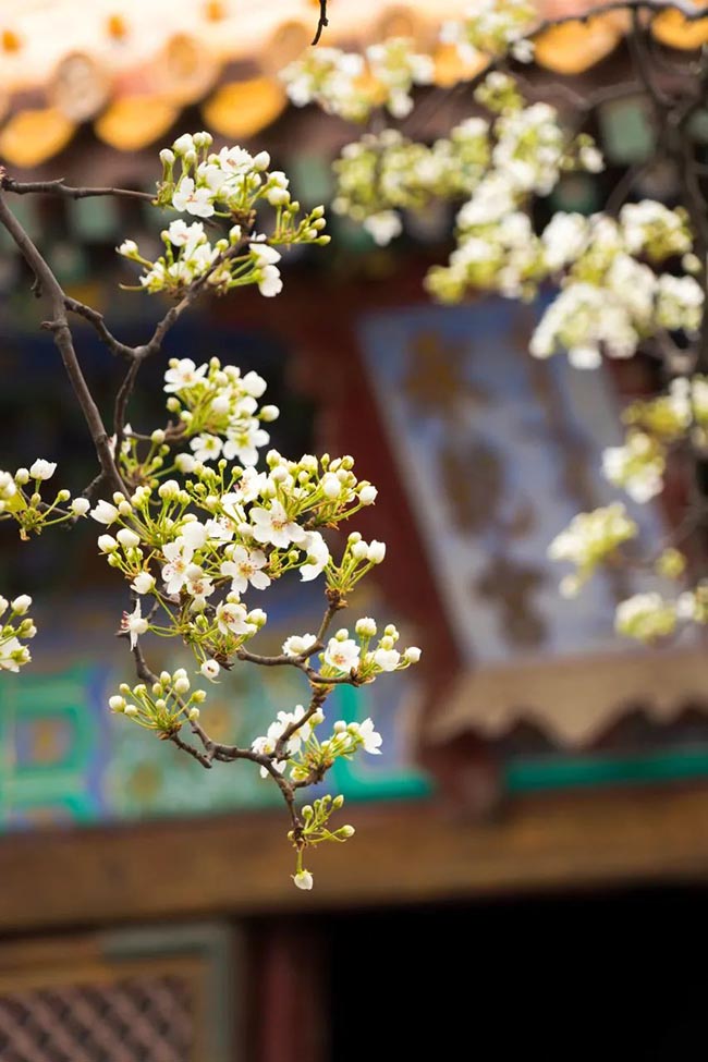 9. Hoa hạnh được trồng rất nhiều tại đây, những bụi hoa lớn được trồng xung quanh cung điện.