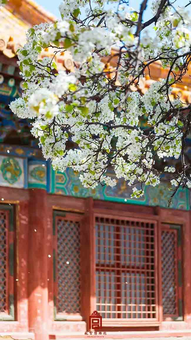 10. Hoa lê không những đẹp mà còn tỏa hương thơm ngát. Vào buổi sáng, cả khu vườn ngất ngây hương hoa lê, cảm giác cực kỳ dễ chịu.