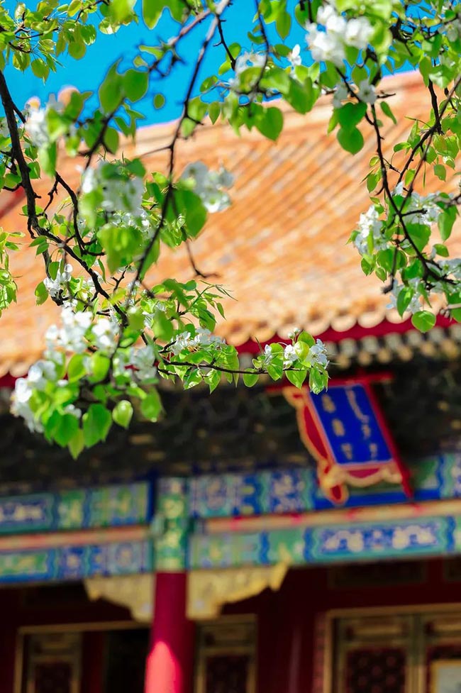 11. Nếu may mắn gặp một cơn gió nhẹ, cánh hoa trắng rơi bay lất phất trong gió tạo nên cảnh tượng vô cùng lãng mạn.