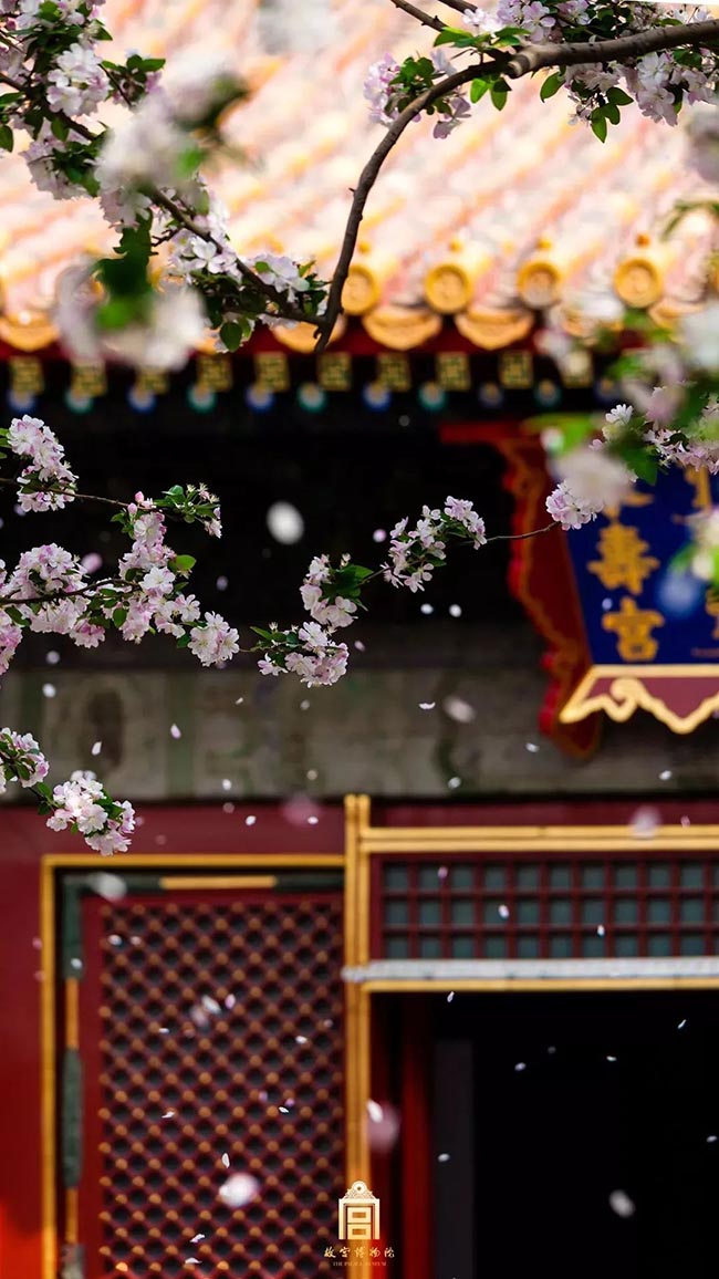 12. Hoa hải đường thường được trồng ở khu vực cổng chính những lăng điện.