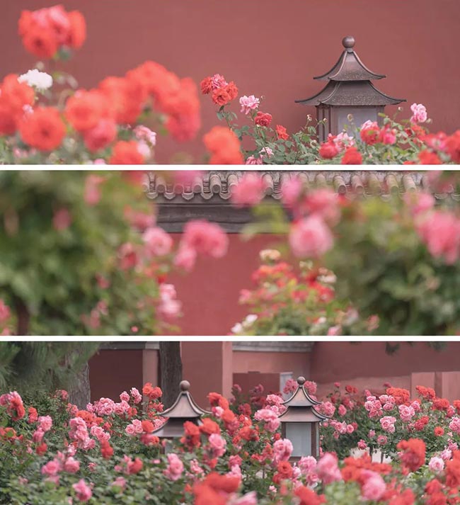 13. Hoa hải đường có 2 loại: màu trắng và màu hồng.