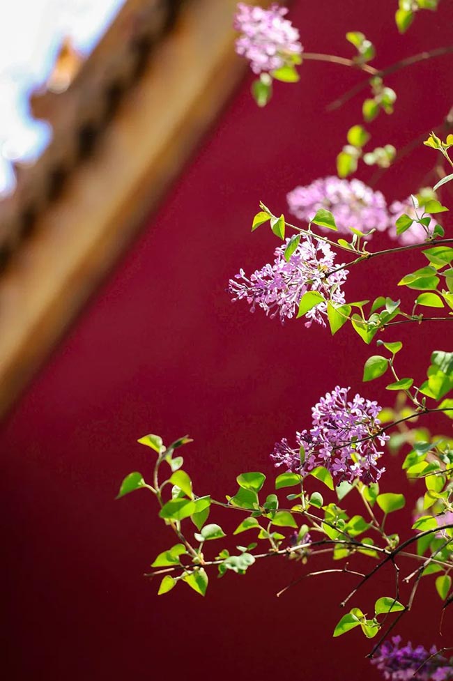 15. Vườn hồng rất rộng, đẹp, tô điểm thêm cho cảnh sắc Tử Cấm Thành.