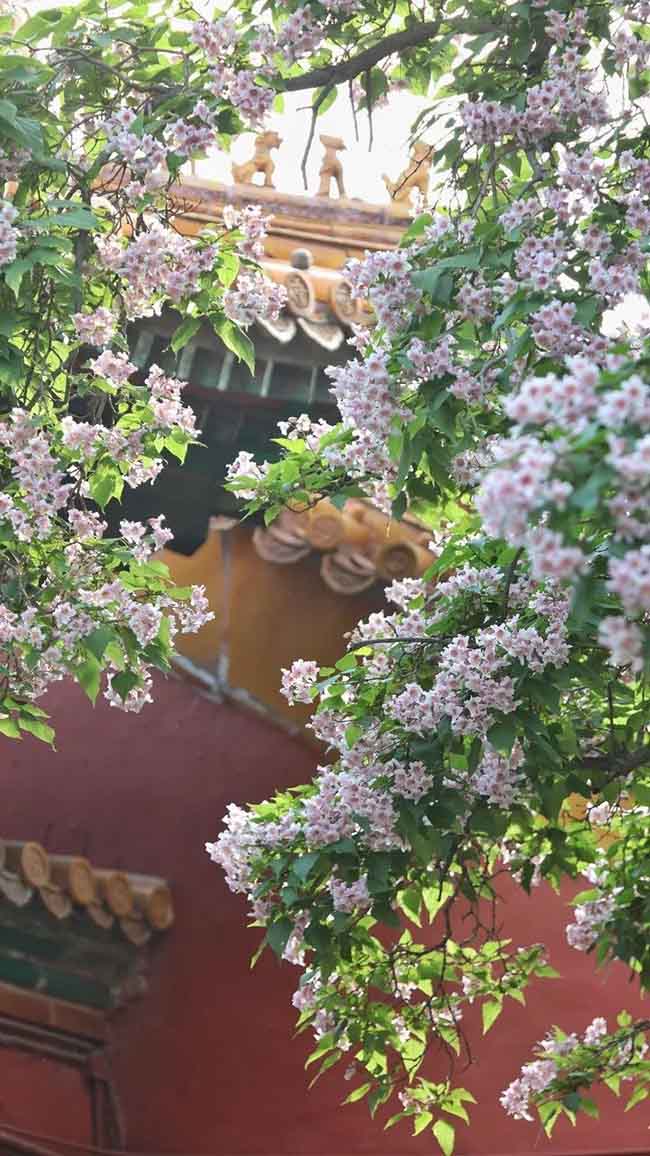 16. Hoa tử đinh hương rất thơm, hơi nồng, nhưng không mang tới cảm giác khó chịu cho người ngắm nhìn.