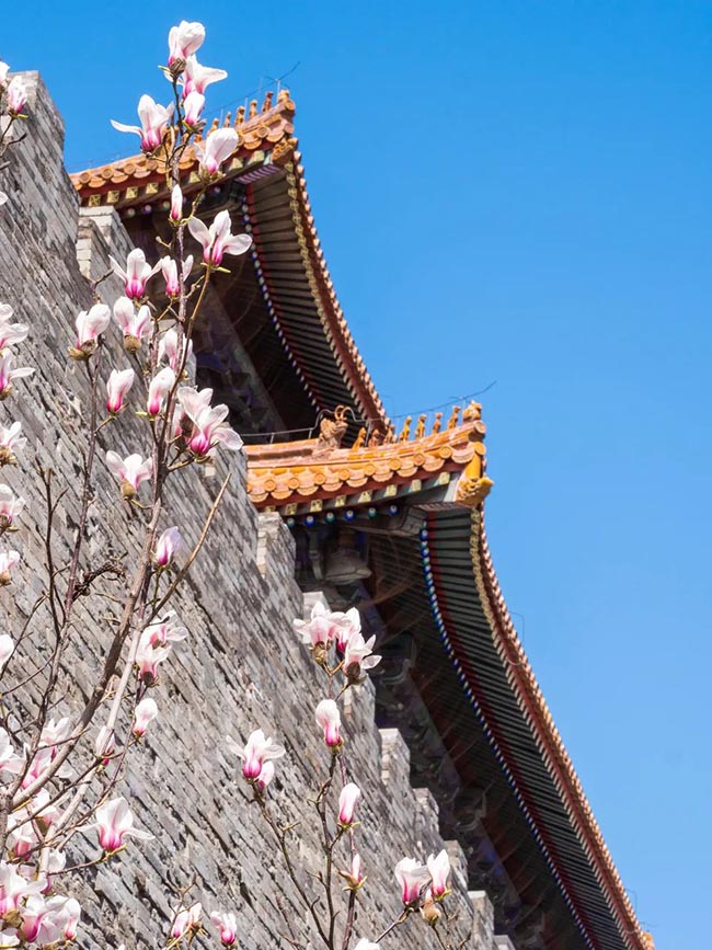 3. Hoa mộc lan trắng tinh khiết, mang đến cho người xem cảm giác thanh tịnh, bình yên.