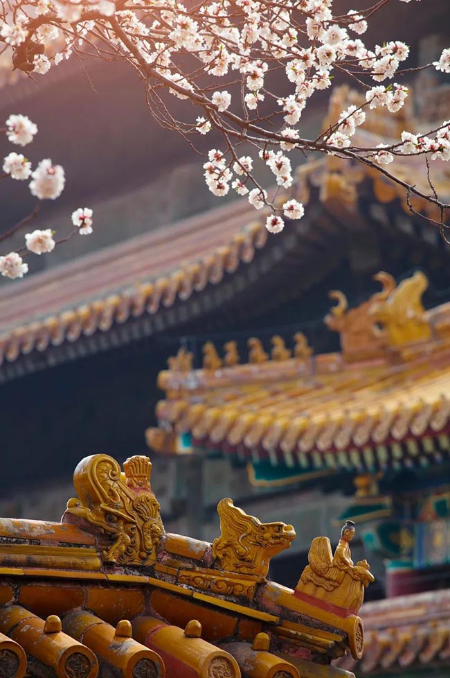 4. Hoa mơ nở rộ khắp nơi, dưới bầu trời trong xanh hoa càng đẹp lạ thường.