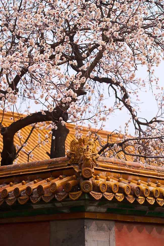 5. Khi có một làn gió thổi tới, hoa mơ sẽ rụng lả tả, tạo nên khung cảnh như tuyết rơi trong mùa xuân, cực kỳ lãng mạn.