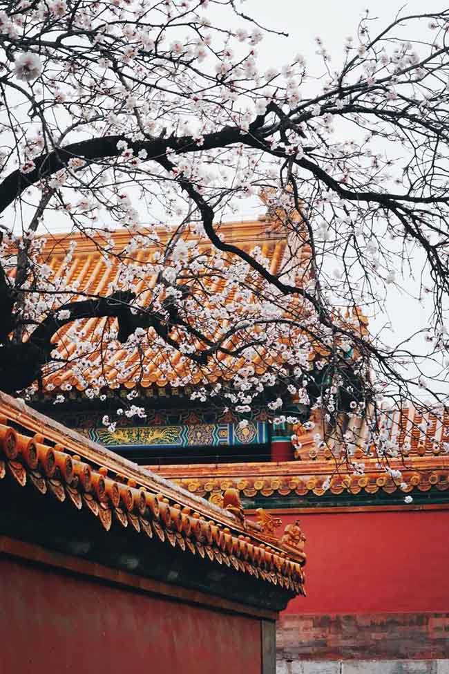 6. Hoa nở xen lẫn với kiến trúc cổ xưa của Tử Cấm Thành tạo nên vẻ đẹp rất cổ điển và lãng mạn.