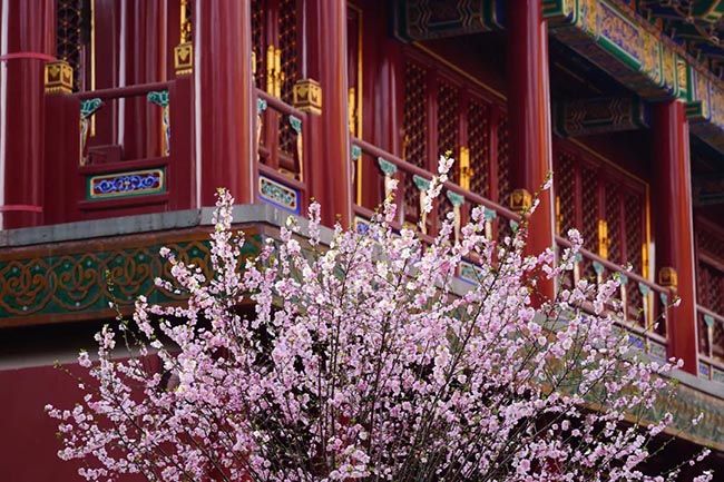 8. Hoa hạnh được rất nhiều người yêu thích. Cánh hoagiống hoa mận, khi nở cũng rực rỡ không kém.