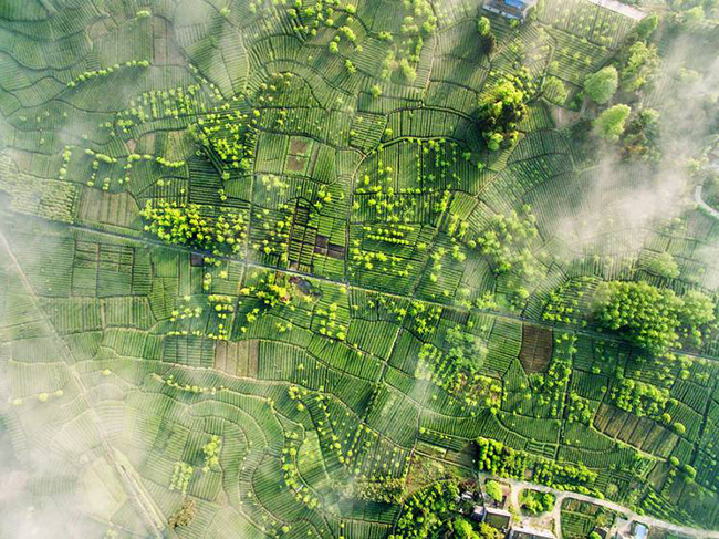 Nh&atilde; An, tỉnh Tứ Xuy&ecirc;n, Trung Quốc: Những v&ugrave;ng đất m&agrave;u mỡ b&ecirc;n ngo&agrave;i Nh&atilde; An, ở ph&iacute;a t&acirc;y của tỉnh Tứ Xuy&ecirc;n, Trung Quốc, đ&atilde; được người d&acirc;n địa phương c&agrave;y xới từ năm 200 trước C&ocirc;ng nguy&ecirc;n.&nbsp;
