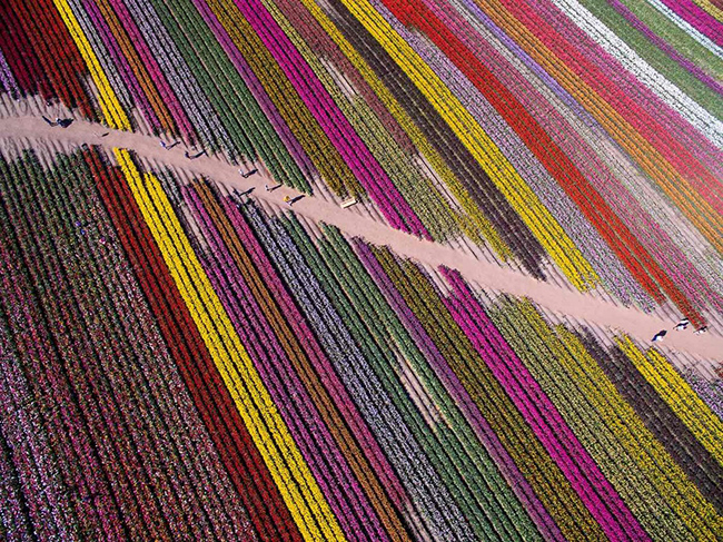 Những h&agrave;ng hoa tulip xen kẽ ở H&agrave; Lan: Hoa tulip được trồng rất nhiều ở H&agrave; Lan, hiện tại kinh doanh c&aacute;c dịch vụ về lo&agrave;i hoa n&agrave;y đ&atilde; trở n&ecirc;n phổ biến đến mức c&oacute; thể ảnh hưởng tới nền kinh tế H&agrave; Lan.&nbsp;
