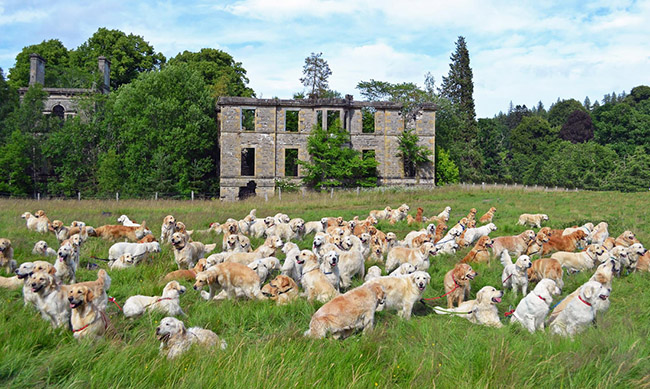 Lễ hội Golden Retriever, Scotland: Sự kiện k&eacute;o d&agrave;i một tuần được tổ chức bởi C&acirc;u lạc bộ Golden Retriever của Scotland ở Tomich - nơi sinh ra tổ ti&ecirc;n của giống ch&oacute; n&agrave;y v&agrave; quy tụ h&agrave;ng trăm ch&uacute; ch&oacute; con đ&aacute;ng y&ecirc;u từ khắp nơi tr&ecirc;n thế giới mỗi năm.&nbsp;
