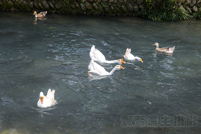 Đặc biệt c&oacute; rất nhiều con ngỗng trắng muốt được nu&ocirc;i ở nơi n&agrave;y.