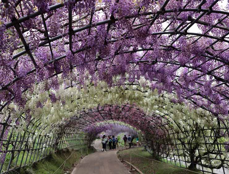 10. Đ&acirc;y l&agrave; điểm thu h&uacute;t nhất trong c&ocirc;ng vi&ecirc;n Kawachi Fuji, nhưng b&ecirc;n trong c&ograve;n c&oacute; một khu vườn kh&aacute;c cũng đẹp kh&ocirc;ng k&eacute;m với hơn 700 c&acirc;y phong.
