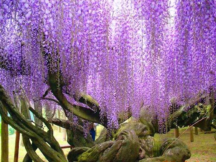13. Nếu di chuyển bằng &ocirc; t&ocirc; từ Tokyo đến c&ocirc;ng vi&ecirc;n Kawachi Fuji sẽ mất 4 tiếng hoặc bạn cũng c&oacute; thể đi t&agrave;u tới ga Yahata Higachi, sau đ&oacute; bắt taxi đến c&ocirc;ng vi&ecirc;n.
