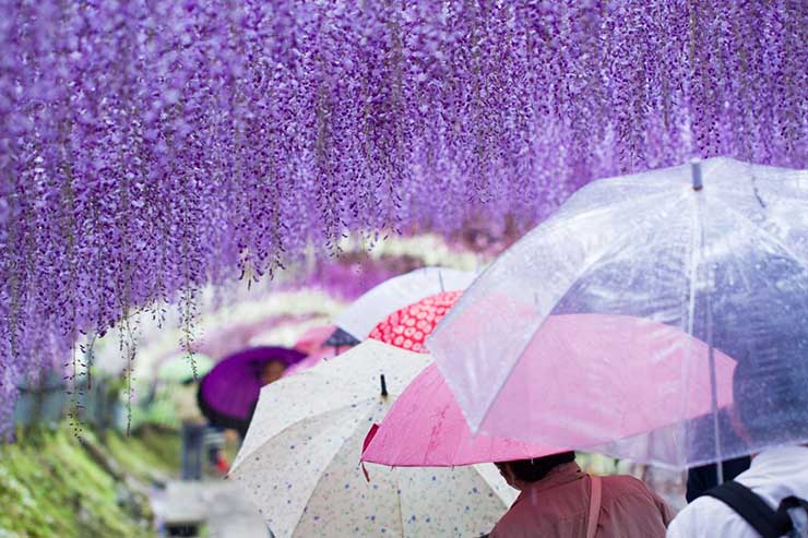 8. Hoa tử đằng tượng trưng cho lời hứa chung thủy trong t&igrave;nh y&ecirc;u. Đối với những người theo đạo Phật, n&oacute; c&ograve;n l&agrave; biểu tượng của sự cầu nguyện hướng về c&aacute;i thiện.&nbsp;
