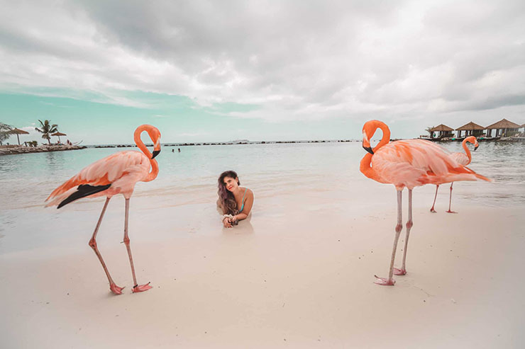 6. Những con chim hồng hạc ở Aruba, thuộc vùng biển Caribe rất dạn dĩ với con người. Từ lâu nơi này được gọi là “đảo hồng hạc”, rất nhiều người mơ ước được đến đây một lần trong đời.