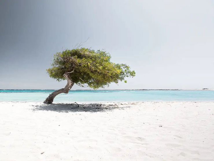 7. Một cái cây đơn độc mọc ngay trước biển Aruba khiến người ta kinh ngạc. Vùng biển Caribe mang tới cho du khách nhiều cơ hội ngắm nhìn những cảnh quan độc đáo.