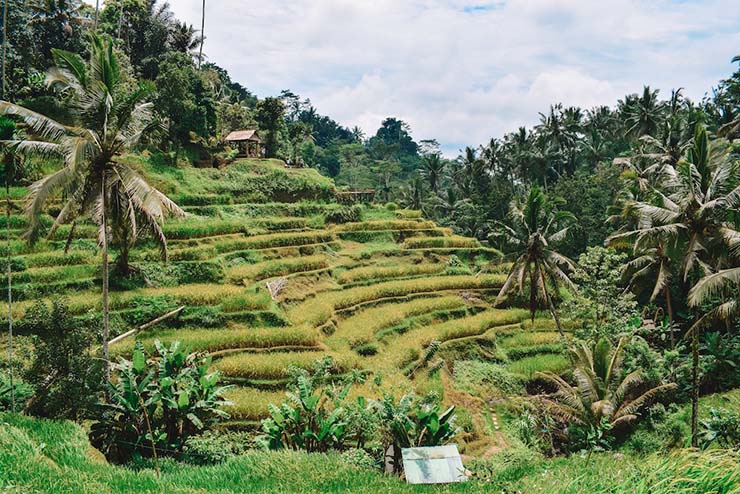1. C&aacute;nh đồng l&uacute;a Tegalalang nằm gần Ubud, trung t&acirc;m Bali, Indonesia, nổi tiếng với c&aacute;ch bố tr&iacute; h&igrave;nh bậc thang. Đ&acirc;y l&agrave; một hệ thống tưới truyền thống của người Bali, c&ograve;n được gọi l&agrave; subak.
