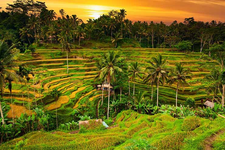 14. Mặc d&ugrave; c&oacute; nhiều c&aacute;nh đồng l&uacute;a đẹp tuyệt tr&ecirc;n khắp ch&acirc;u &Aacute;, nhưng với hệ thống tưới độc đ&aacute;o subak đ&atilde; khiến cho Tegalalang lọt v&agrave;o danh s&aacute;ch di sản thế giới được UNESCO c&ocirc;ng nhận.
