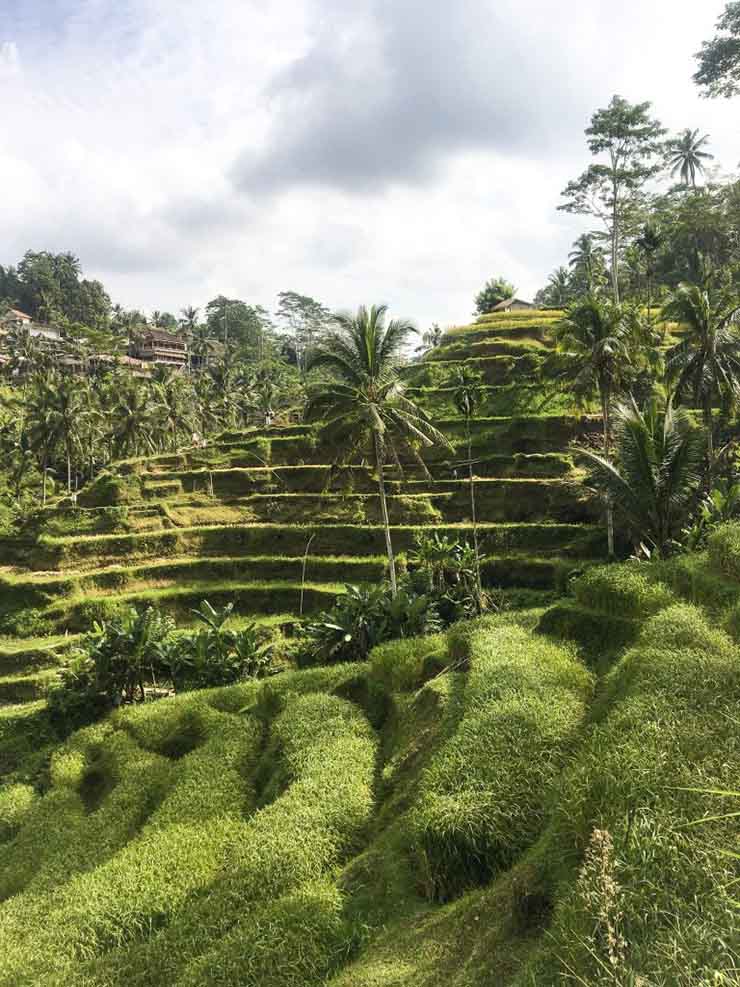 2. V&igrave; nơi n&agrave;y nằm trong một thung lũng, ruộng bậc thang Tegalalang cung cấp một tầm nh&igrave;n cực kỳ đẹp nh&igrave;n ra c&aacute;nh đồng l&uacute;a ch&iacute;n v&agrave;ng v&agrave; cảnh quan xanh tươi xung quanh.
