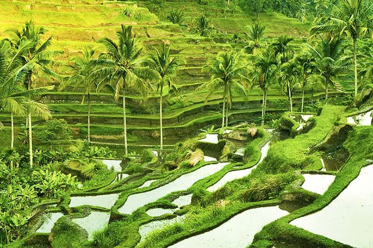 8. Sẽ bất th&ocirc; lỗ nếu bạn kh&ocirc;ng đ&oacute;ng g&oacute;p ch&uacute;t ph&iacute; n&agrave;o m&agrave; thản nhi&ecirc;n đi dạo quanh c&aacute;nh đồng l&uacute;a nơi người d&acirc;n đang l&agrave;m việc.
