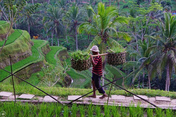9. Khoản quy&ecirc;n g&oacute;p trung b&igrave;nh thường l&agrave; khoảng 10.000 IDR (16.000 đồng). T&ugrave;y v&agrave;o việc bạn muốn đi s&acirc;u hơn v&agrave;o b&ecirc;n trong c&aacute;nh đồng l&uacute;a n&agrave;y hay kh&ocirc;ng, c&oacute; v&agrave;i trạm ủng hộ ph&iacute; như thế n&agrave;y. Chỉ cần bạn ủng hộ cho 1 trạm l&agrave; c&oacute; thể nh&igrave;n thấy phần lớn cảnh quan c&aacute;nh đồng l&uacute;a ở đ&acirc;y như thế n&agrave;o.
