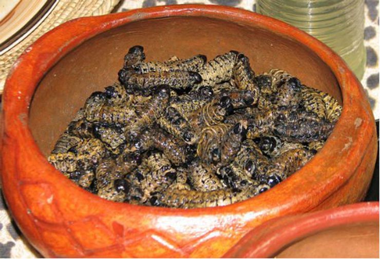 11. S&acirc;u Mopane

Những con s&acirc;u to b&eacute;o, chắc thịt, tr&ocirc;ng đ&aacute;ng sợ n&agrave;y l&agrave; đặc sản của Nam Phi. Mặc d&ugrave; c&aacute;ch l&agrave;m truyền thống l&agrave; sấy kh&ocirc; hay hun kh&oacute;i, nhưng n&oacute; thường được hấp c&aacute;ch thuỷ với tương c&agrave; hoặc tương ớt. M&oacute;n n&agrave;y được nhận x&eacute;t giống g&agrave; nướng mật ong.